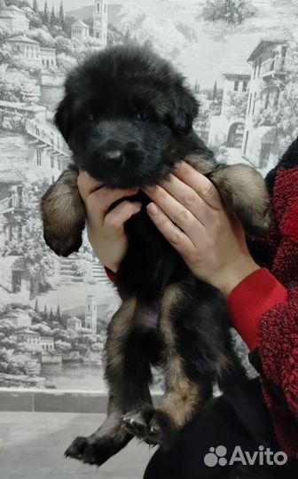 Собака немецкая овчарка