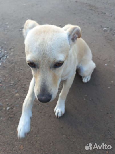 Собака во двор