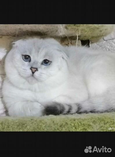 Шотландский вязка