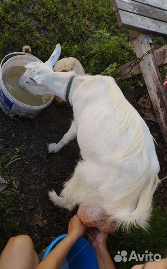 Зааненская дойная коза, козлята, козочки