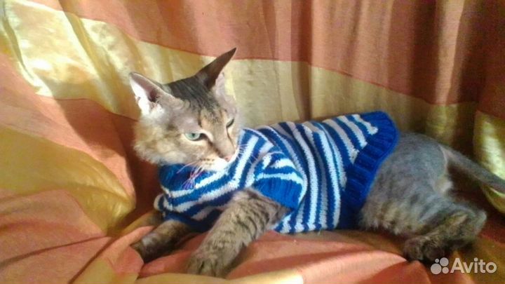 Одежда для животных