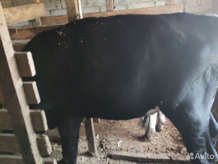 Бык и корова