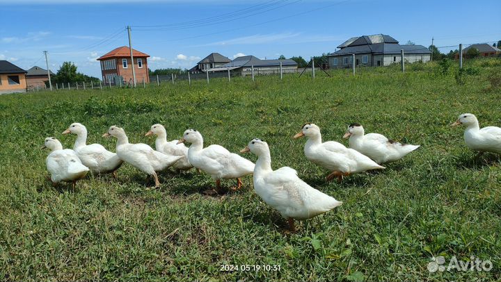 Утки муларды