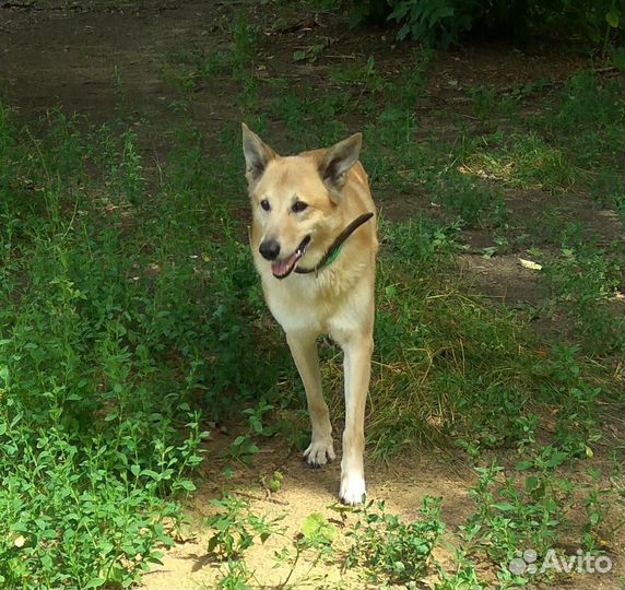 Отдаем собаку в добрые руки