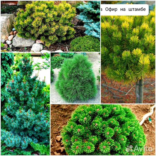 Растения для сада