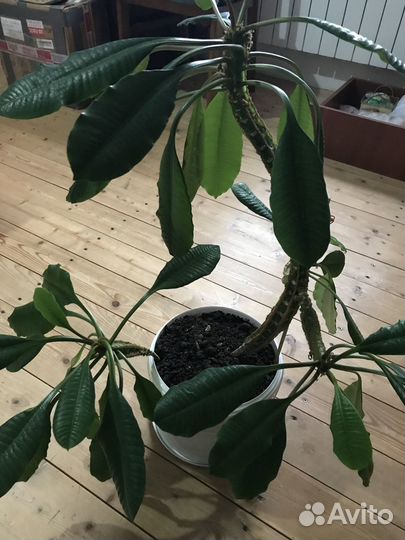 Молочай гребенчатый