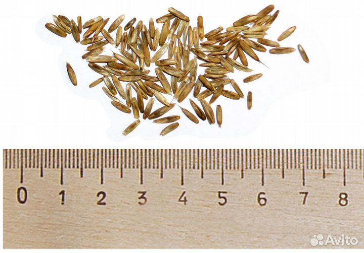 Семена Райграс однолетний оптом от 100кг