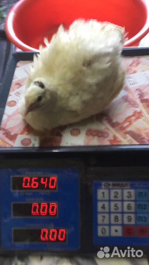 Перепела, Белый гигант, Селадоны, ия