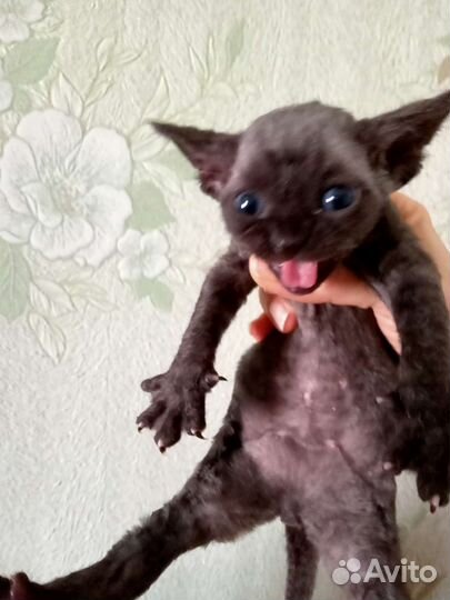 Девон-рекс девочки и мальчишки