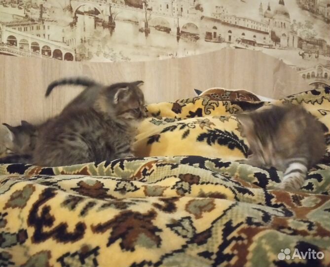 Котята добрые руки