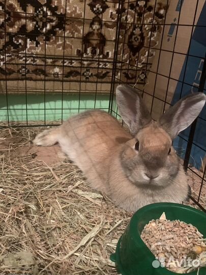 Декоративные кролики