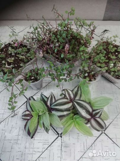 Кализия бьянка, традесканция