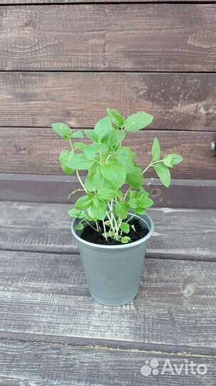 Мята сортовая