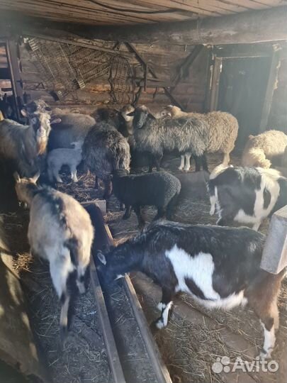 Овцы бараны
