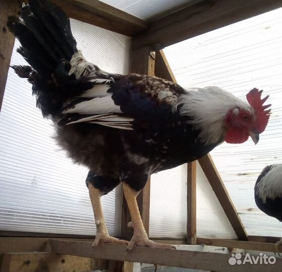 Породные куры