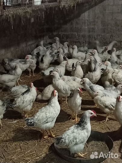 Цыплята адлерская серебристая