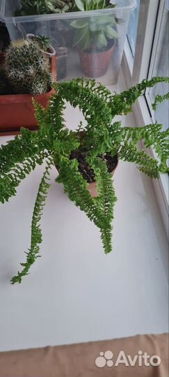 Папоротники