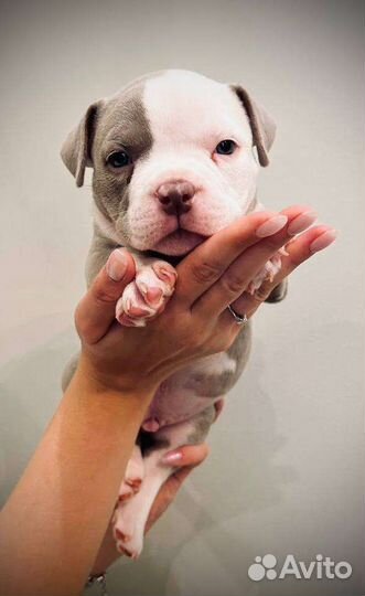 Американский булли микро/покет