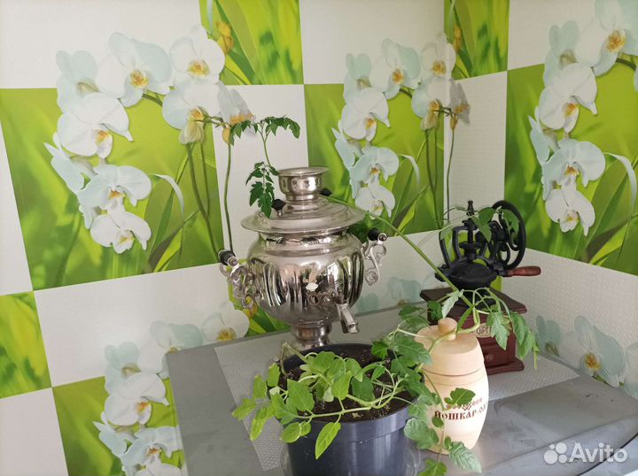 Рассада подросшая томаты черри