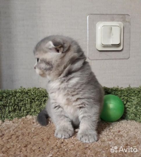 Шотландские котята