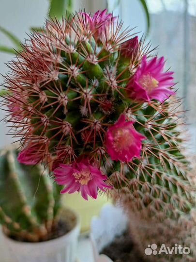 Кактус маммилярия зейльмана