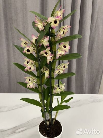 Комнатные растения с доставкой