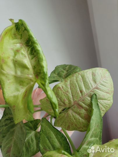 Сингониум Confetti (Конфетти)