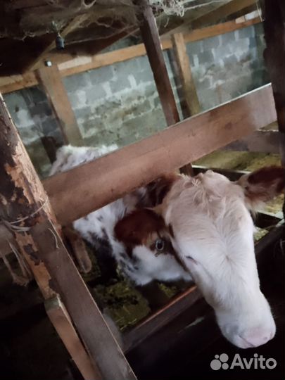 Телки на откорме