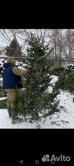 Пихта, рядовая, подлес