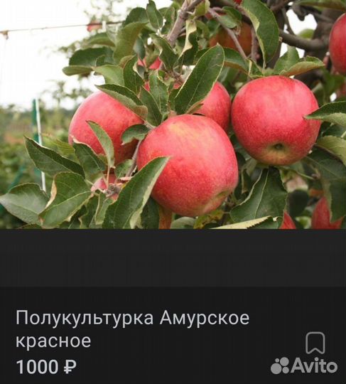 Саженцы яблонь 3-х летки