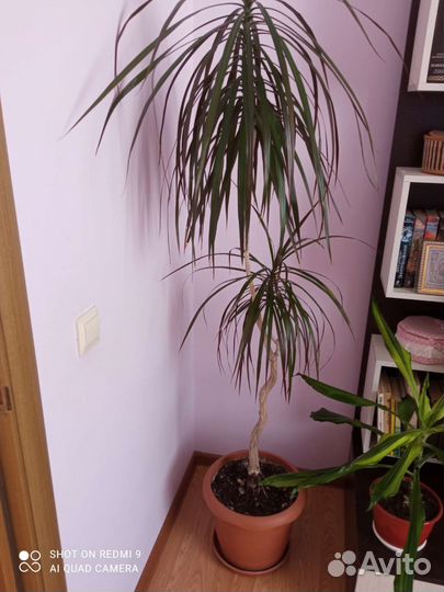 Комнатные растения цветы большие