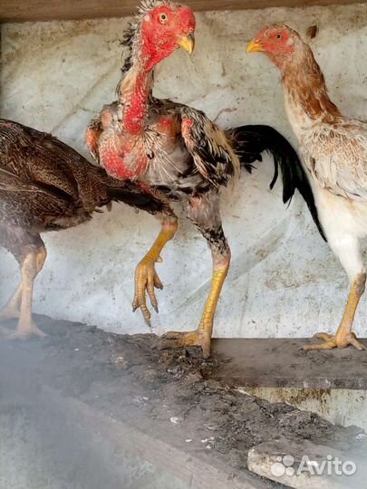 Бойцовые петухи