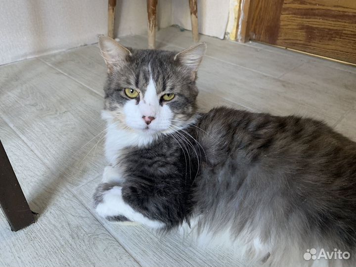 Самый лучший кот
