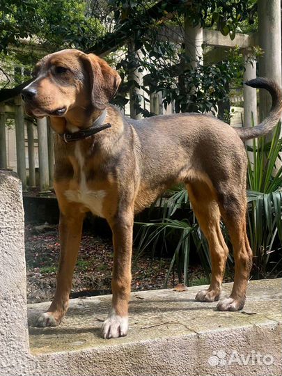 Мальчик-подросток, кастрирован