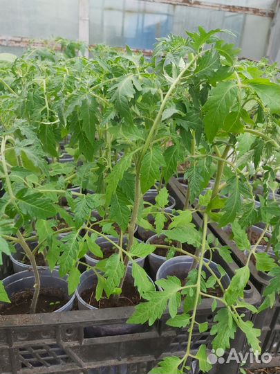 Рассада помидоры, огурцы, тыква