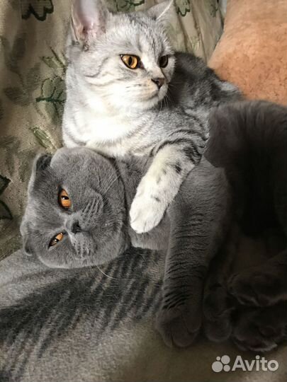 Шотландские котята
