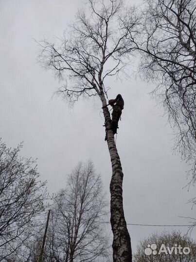 Валка-спил-уборка аварийных деревьев,веток,кустов