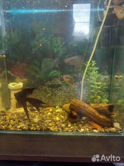 Аквариум