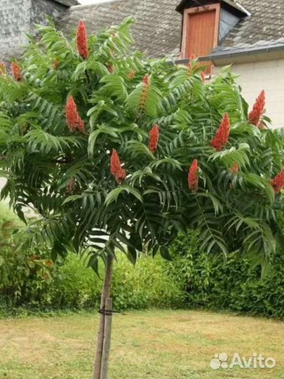 Саженцы уксусного дерева или Сумах