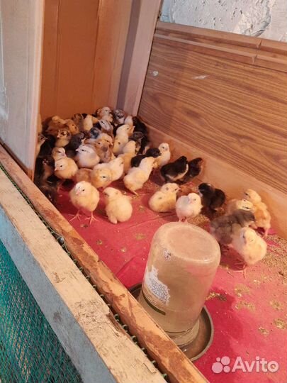 Цыплята суточные