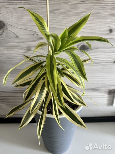 Драцена песня индии