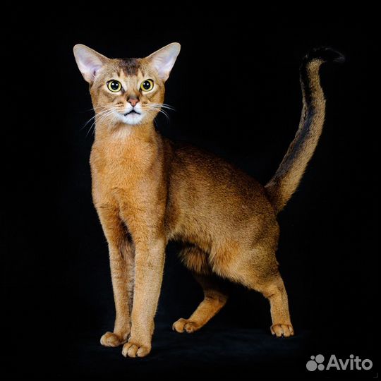 Вязка с абиссинским котом Grand Inter Champion WCF