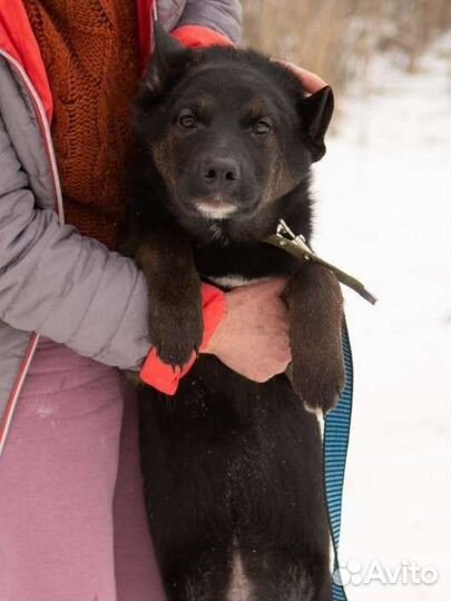 Щенок в добрые руки