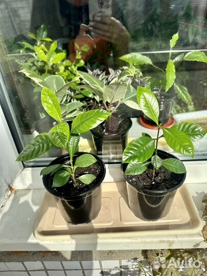 Гардения жасминовидная