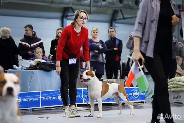 Хендлер. Подготовка собак к выставкам