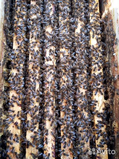 Пчеломатки среднерусской породы