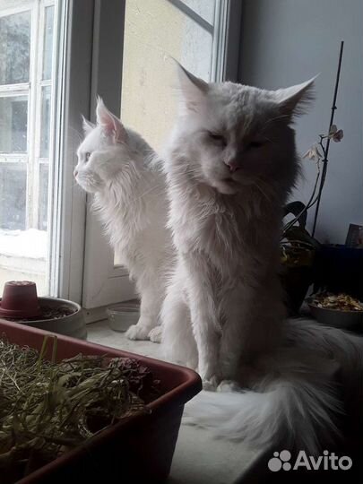 Мейн-кун вязка