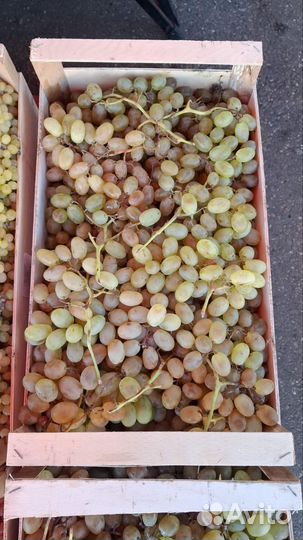 Виноград Дамский пальчик