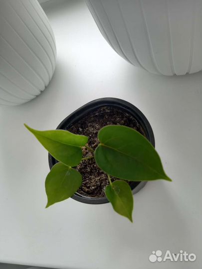 Антуриум красный