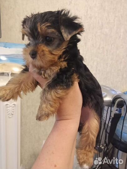 Продаются щенки